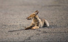 Desktop image. Animals. ID:65080