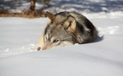 Desktop image. Animals. ID:65081