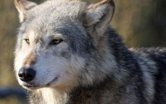 Desktop image. Animals. ID:65082