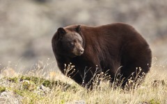 Desktop image. Animals. ID:65084