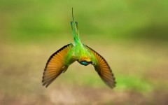 Desktop image. Animals. ID:65085