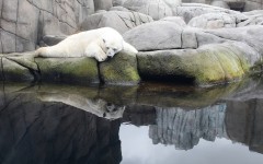 Desktop image. Animals. ID:65086