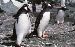 Desktop image. Animals. ID:65088