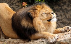 Desktop image. Animals. ID:65089