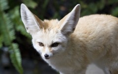 Desktop image. Animals. ID:65090