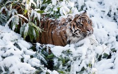 Desktop image. Animals. ID:65092