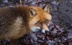 Desktop image. Animals. ID:65093