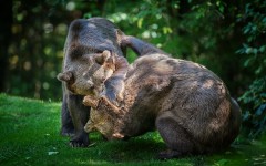 Desktop image. Animals. ID:65094