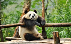 Desktop image. Animals. ID:65095