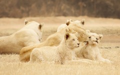 Desktop image. Animals. ID:65096
