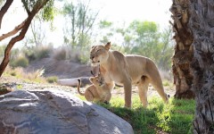 Desktop image. Animals. ID:65097
