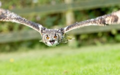 Desktop image. Animals. ID:65098