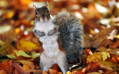 Desktop image. Animals. ID:65099