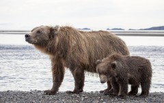 Desktop image. Animals. ID:65100