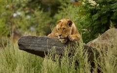 Desktop image. Animals. ID:65102