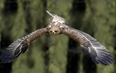 Desktop image. Animals. ID:65103