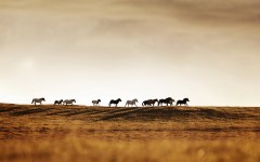 Desktop image. Animals. ID:65104