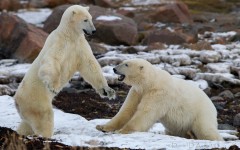 Desktop image. Animals. ID:65105