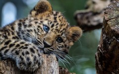 Desktop image. Animals. ID:65106