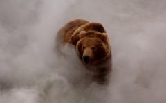 Desktop image. Animals. ID:65107