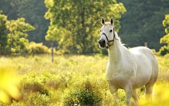 Desktop image. Animals. ID:65108
