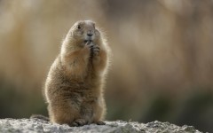 Desktop image. Animals. ID:65109