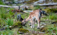 Desktop image. Animals. ID:65110