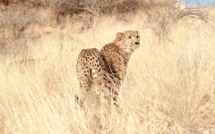 Desktop image. Animals. ID:65111