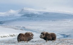 Desktop image. Animals. ID:65112