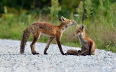Desktop image. Animals. ID:65113