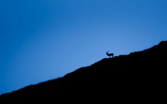 Desktop image. Animals. ID:65114