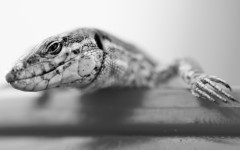 Desktop image. Animals. ID:65116