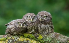 Desktop image. Animals. ID:65117