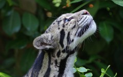 Desktop image. Animals. ID:65118