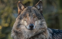 Desktop image. Animals. ID:65119
