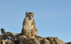 Desktop image. Animals. ID:65121