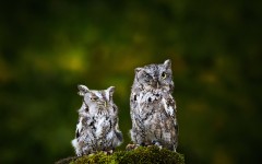 Desktop image. Animals. ID:65122