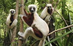 Desktop image. Animals. ID:65123