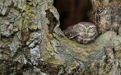 Desktop image. Animals. ID:65124