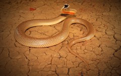 Desktop image. Animals. ID:65126