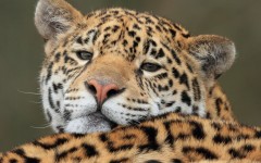 Desktop image. Animals. ID:65127