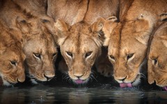 Desktop image. Animals. ID:65128