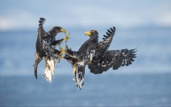 Desktop image. Animals. ID:65129