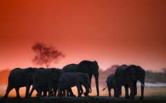 Desktop image. Animals. ID:65130