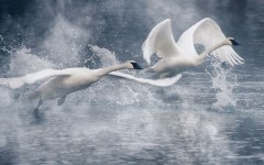 Desktop image. Animals. ID:65131