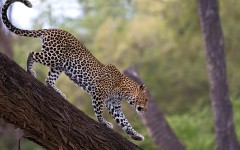 Desktop image. Animals. ID:65132