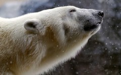 Desktop image. Animals. ID:65133