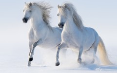 Desktop image. Animals. ID:65134