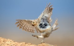 Desktop image. Animals. ID:65135