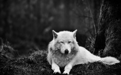 Desktop image. Animals. ID:65137